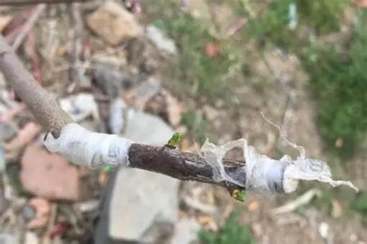 ...李子花期用什么药可以提高授粉吗？盛花期用硼肥可以吗