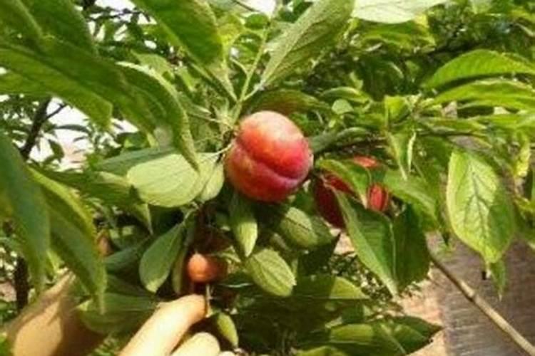 李子树增甜施什么肥料好？让李子膨大的方法是什么？