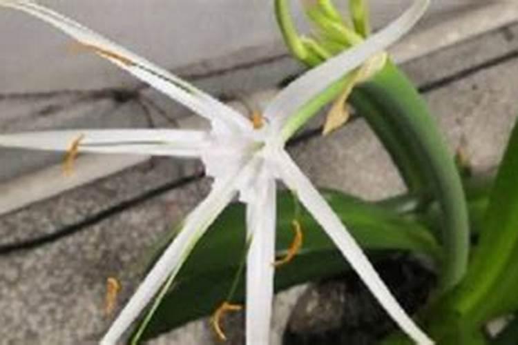 水稻破口期能用磷酸二氢钾喷施吗？