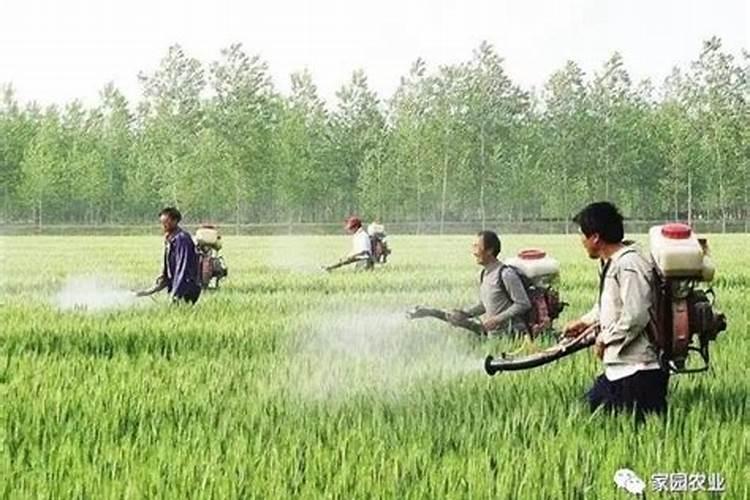 叶面肥什么时候用效果更显著、