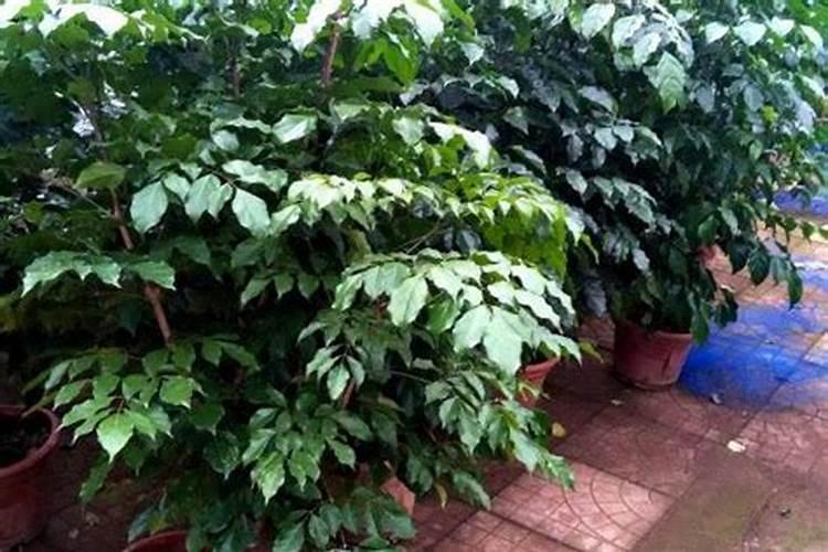 辣椒结果期用什么叶面肥效果好？辣椒挂果期喷什么叶面肥结果多？