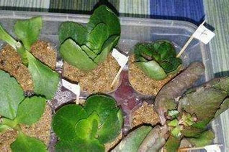 如何把木屑制成肥料？