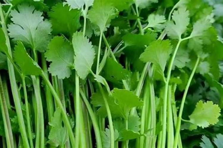 香菜种植施肥方法