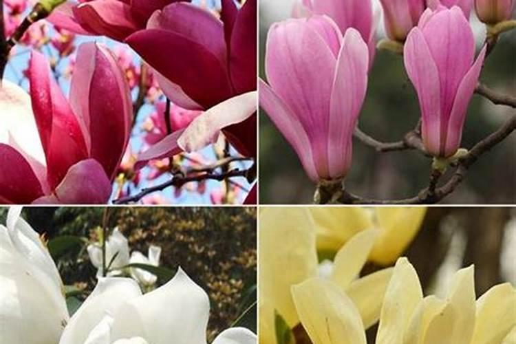 白玉兰开花后怎么办