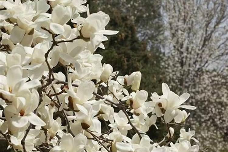 玉兰树发芽但叶子长不出是什么原因？