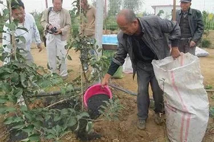 过磷酸钙可以应用在果树上吗