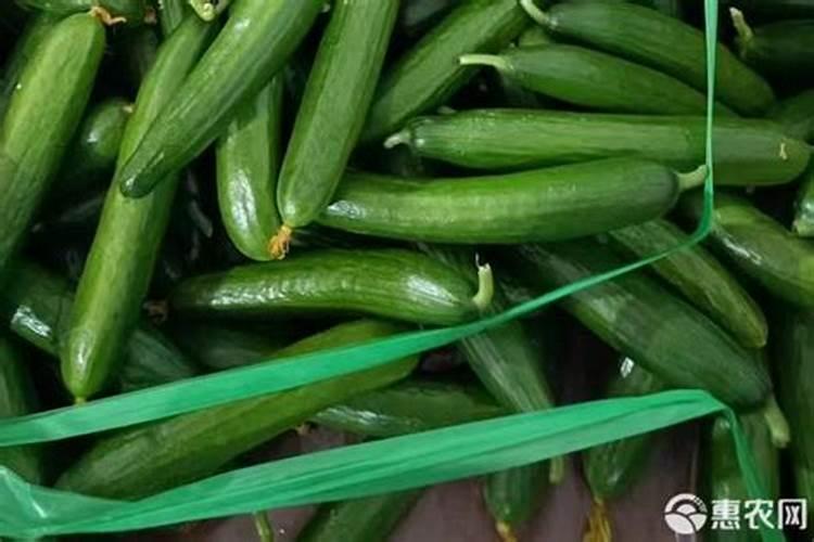 黄瓜种植需要营养成分