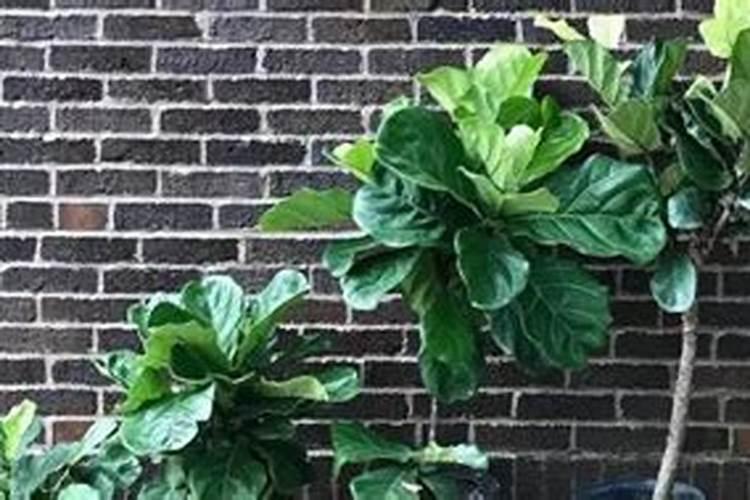 虎皮兰需要浇水吗什么时候浇一次