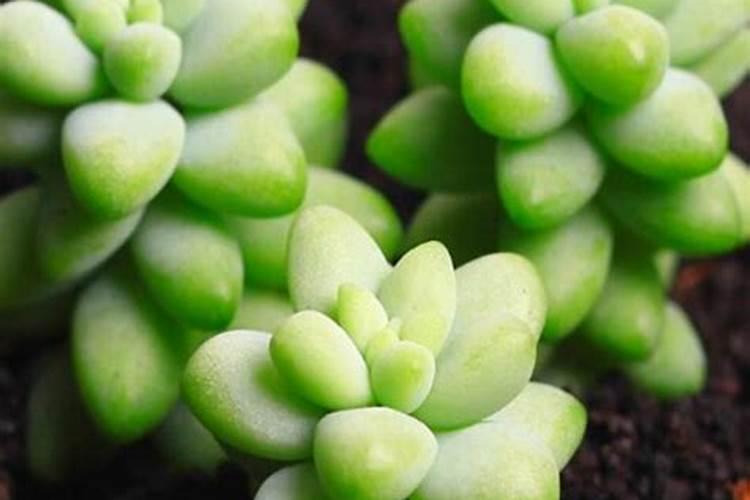 玉坠多肉徒长怎么办