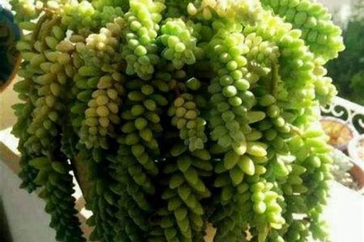 雪花玉坠多肉的养殖方法