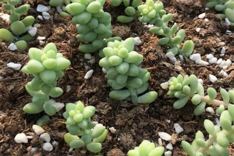 玉坠多肉怎么养的又肥又胖又长 玉坠多肉怎么养又肥又胖又长