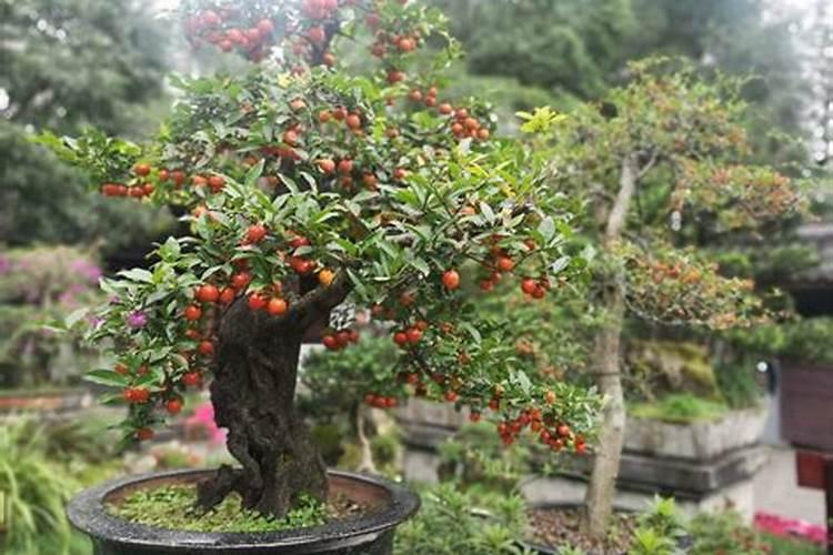 金弹子用什么肥料最好