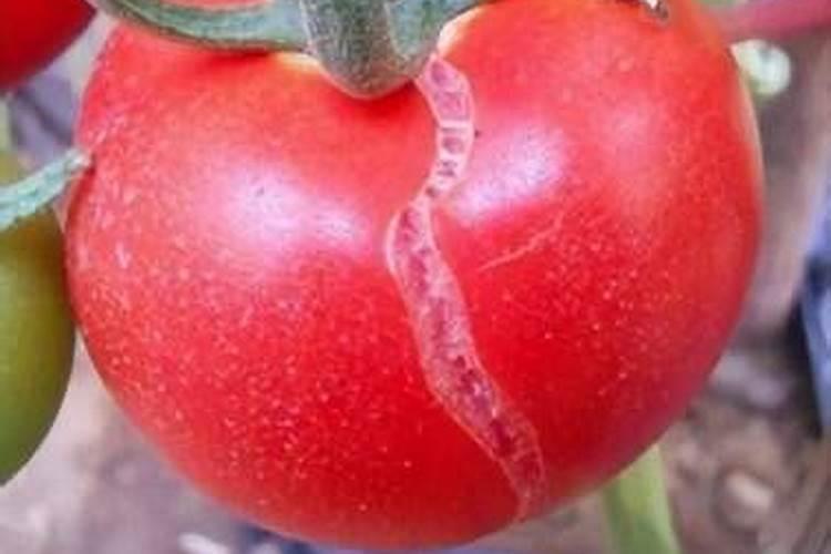 芸苔素使用技巧