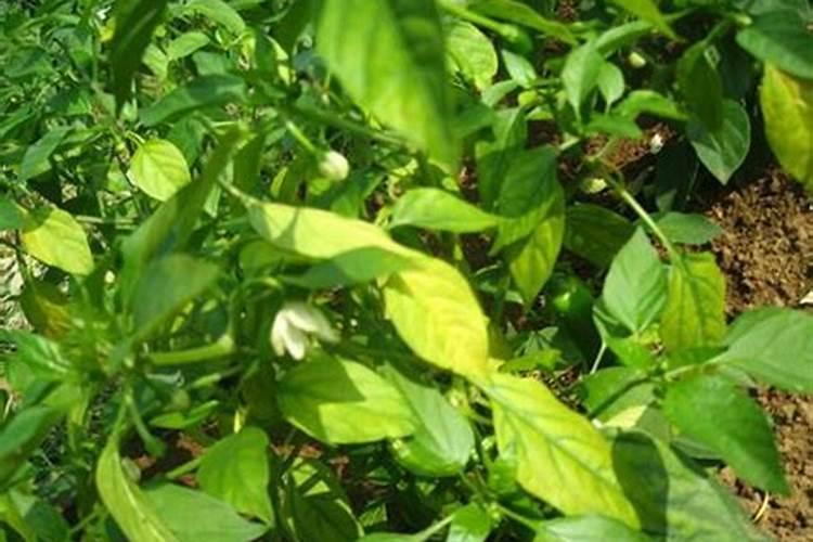 辣椒花芽分化冲什么肥料好