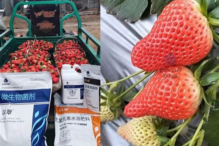 草莓各个时期的施肥方案 什么时候冲高磷肥