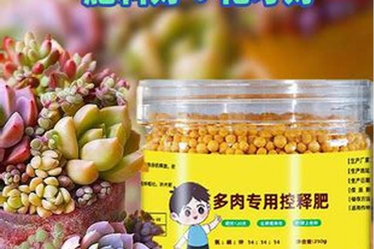 多肉植物施什么肥容易爆盆