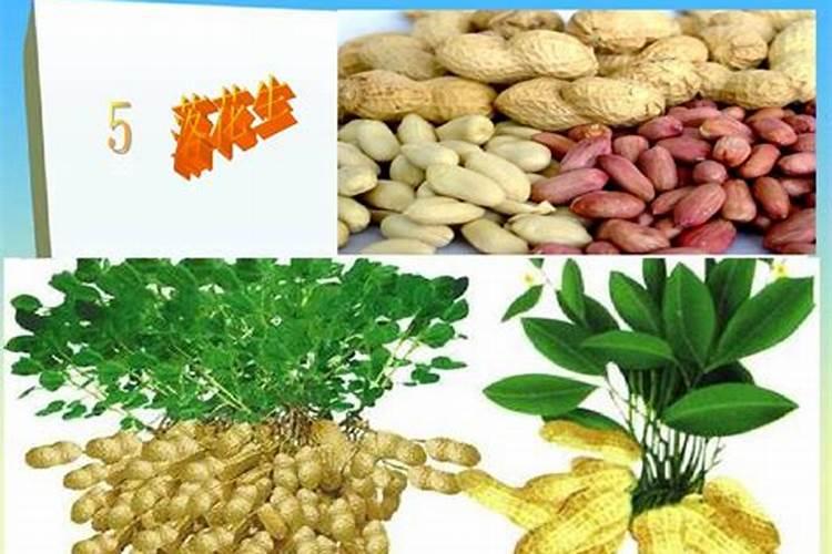 番茄(西红柿)应该施什么肥？