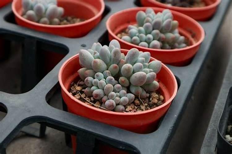 多肉植物施肥后多久可以浇水