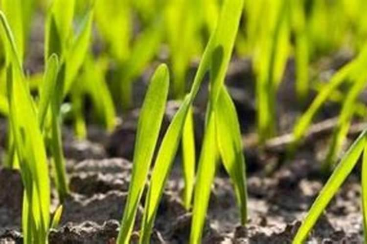 芸苔素多久喷一次