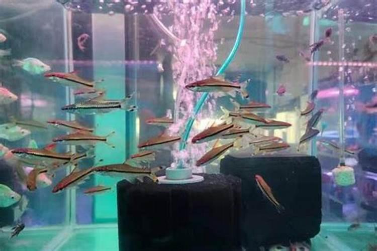 鱼蛋白放多了会烧根吗