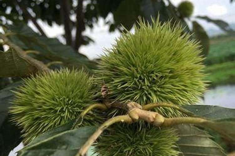 夏季栗子树施什么肥最好？