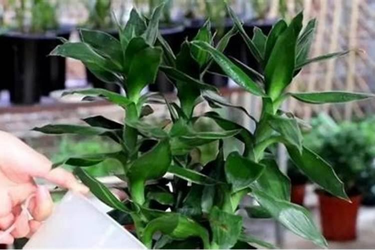 水培富贵竹叶尖发黄,补充磷肥勤换水