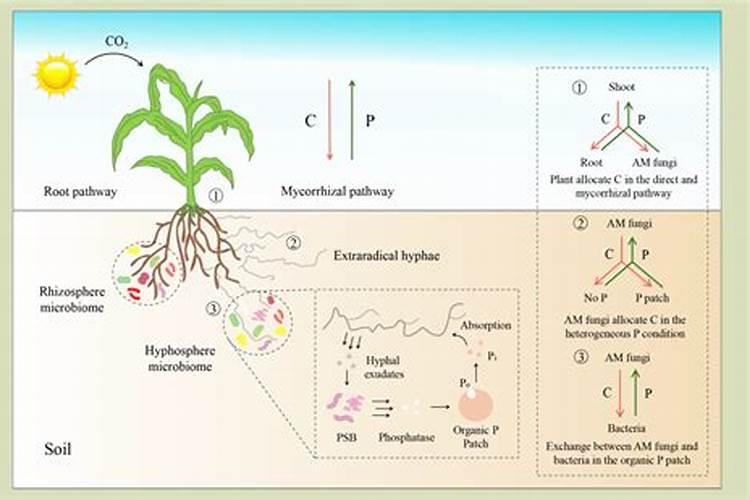 这个微生物菌剂,解磷效果超级棒