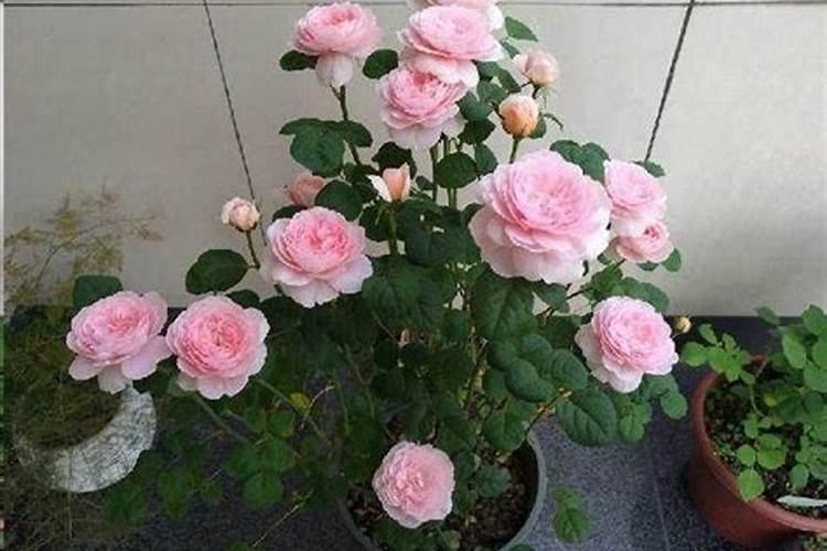 月季花移栽后多久可以施肥