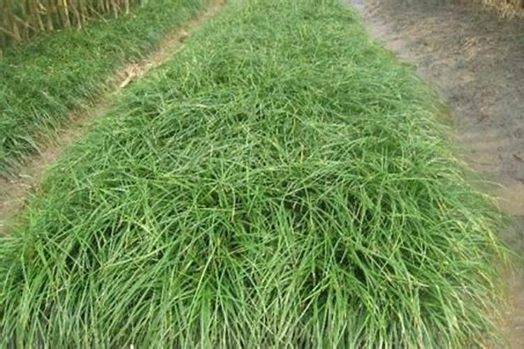 小麦冬浇施肥好还是春浇施肥好？