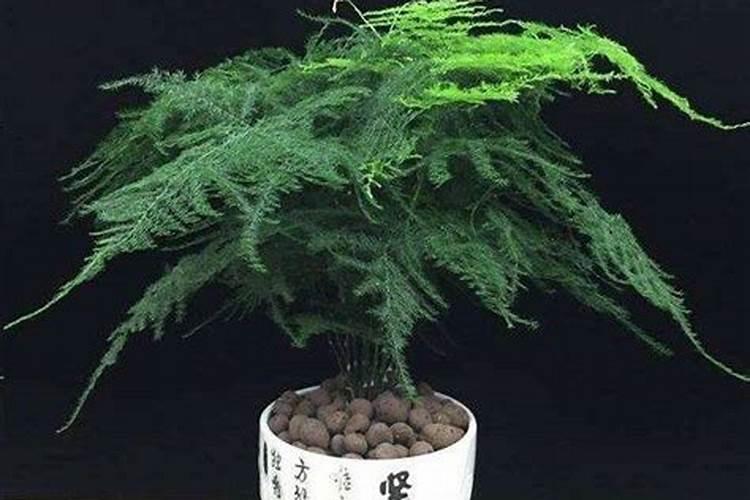 文竹怎么养才能更旺盛施什么肥