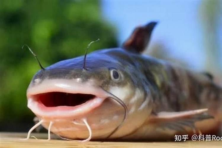 鱼蛋白自制配方比例