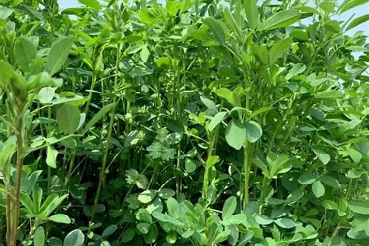 紫花苜蓿施什么肥长得快花卉百科