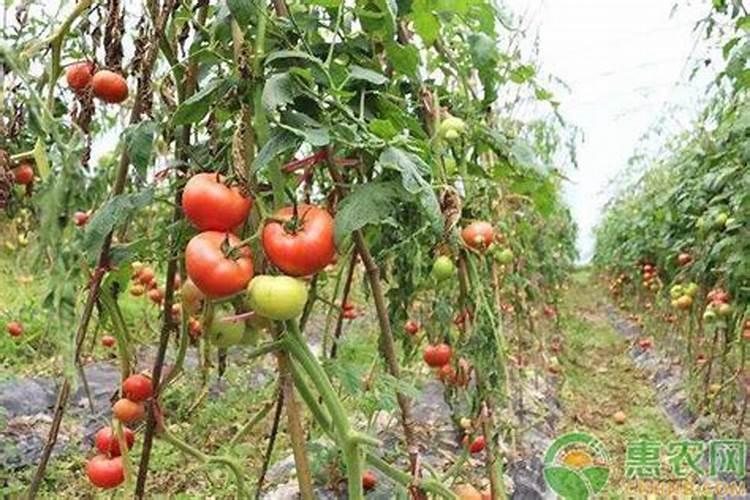 西红柿开花结果时施什么肥