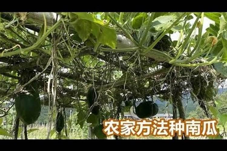 南瓜多久施一次肥