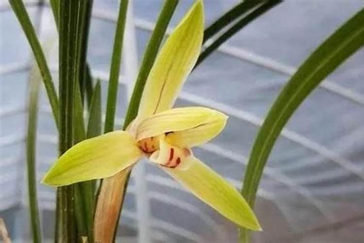 给兰花补充过磷酸丐好不好？