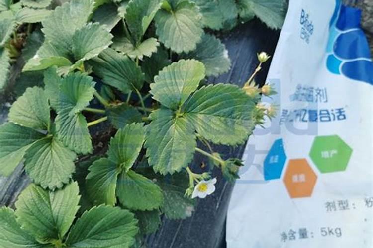 瓜果蔬菜等经济作物用海藻多酚水溶肥后会是什么样