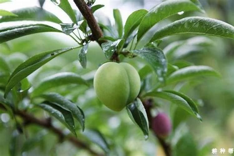 李子开花怎样保花保果