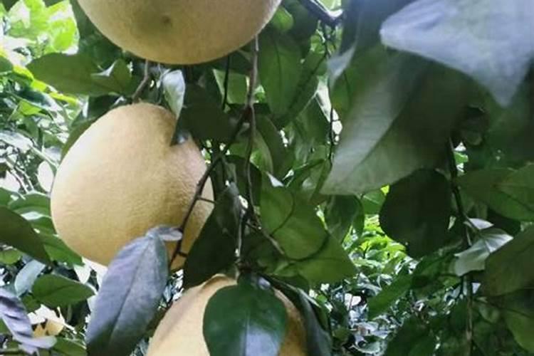 月季花施肥施什么肥料