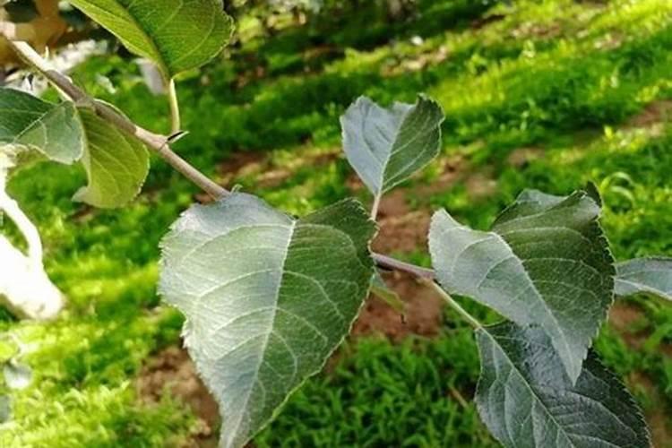 冬季青菜施肥方法 冬季青菜怎么施肥