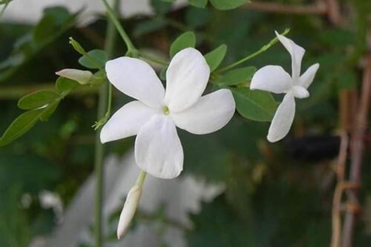 最好的有机肥是那种？