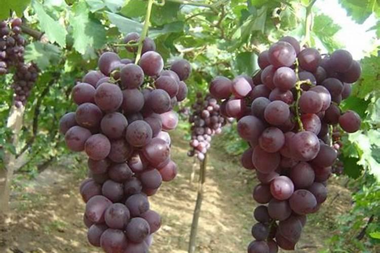 草莓冲什么能增加甜度