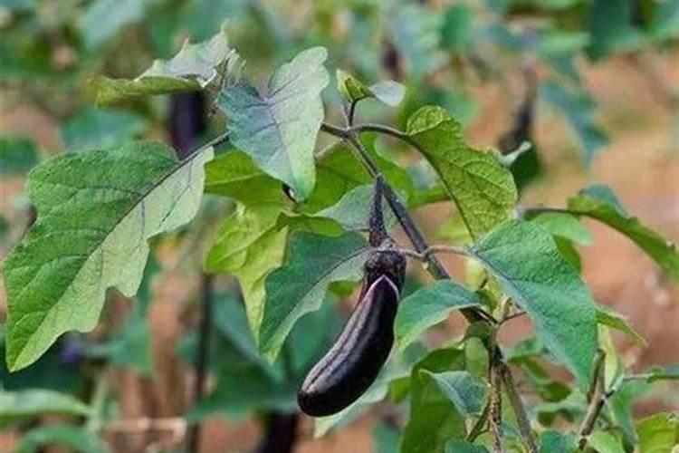 茄子高产用什么叶面肥好？茄子促花保果根茎块膨大素？