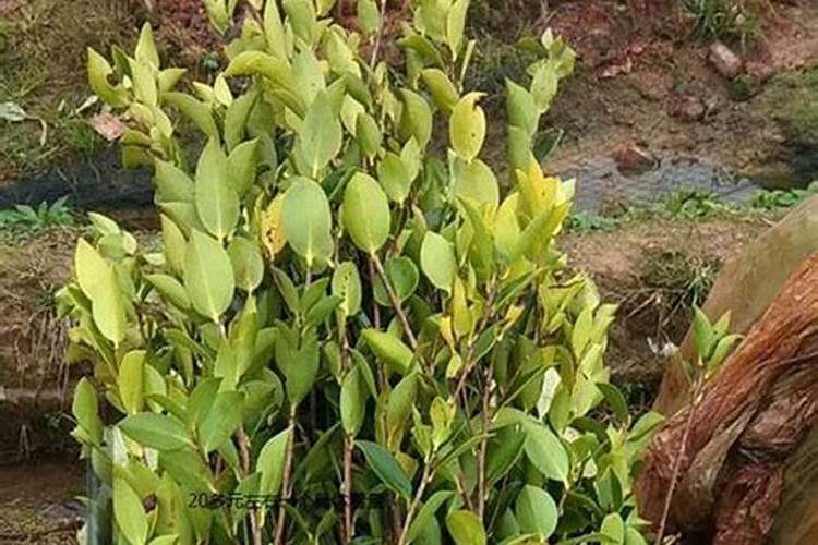 油茶苗移栽第一年要施肥吗 如何合理施肥