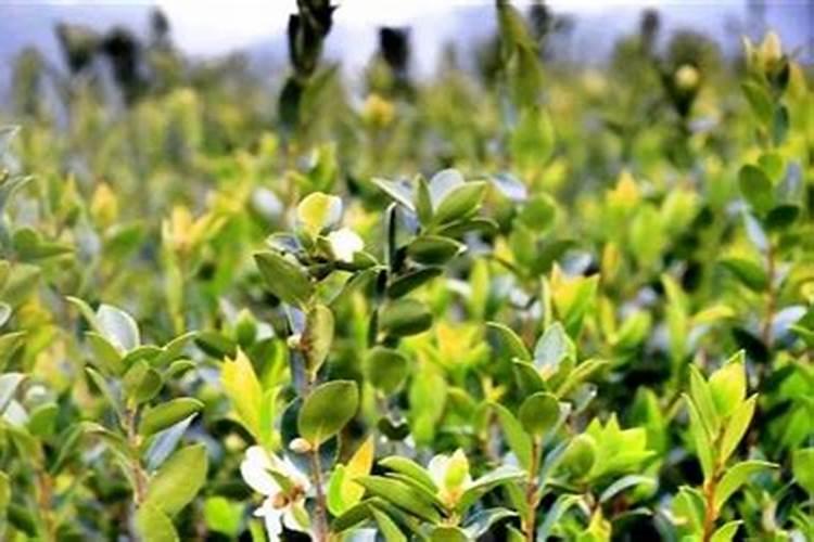 移栽一年的油茶苗能埋施多少尿素？