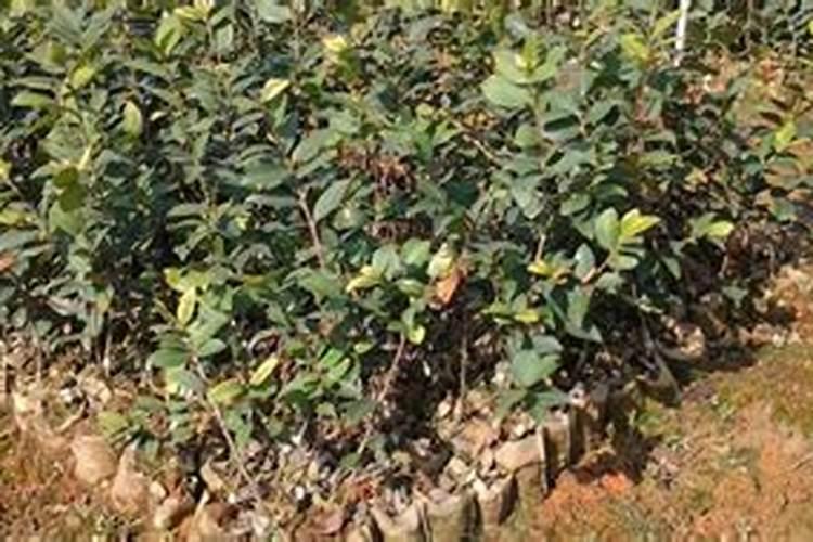 油茶树一年施几次肥料