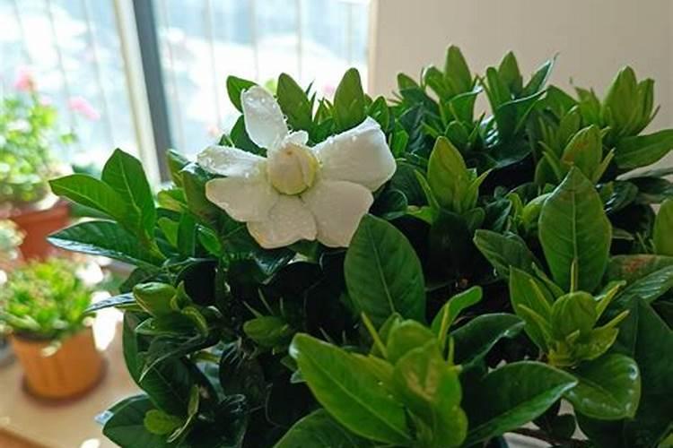 栀子花用什么肥料最好