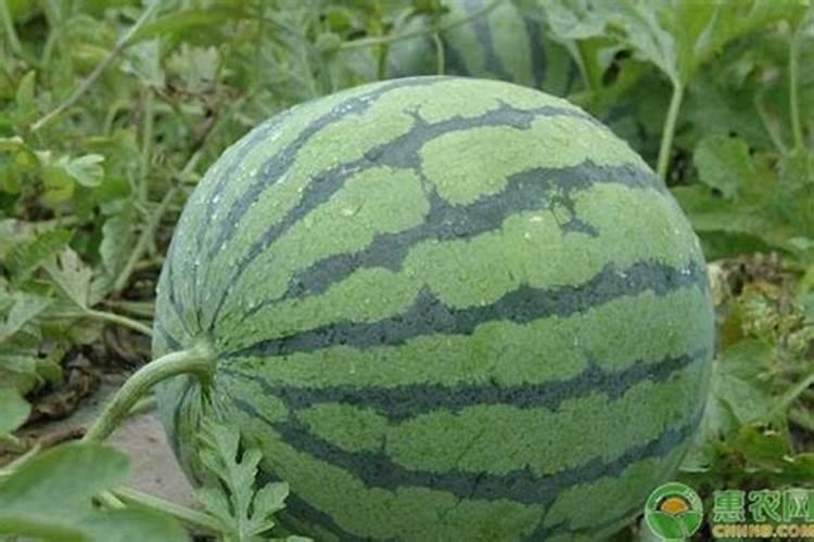 西瓜膨大期可以冲施3个15芭田布衣皇后吗