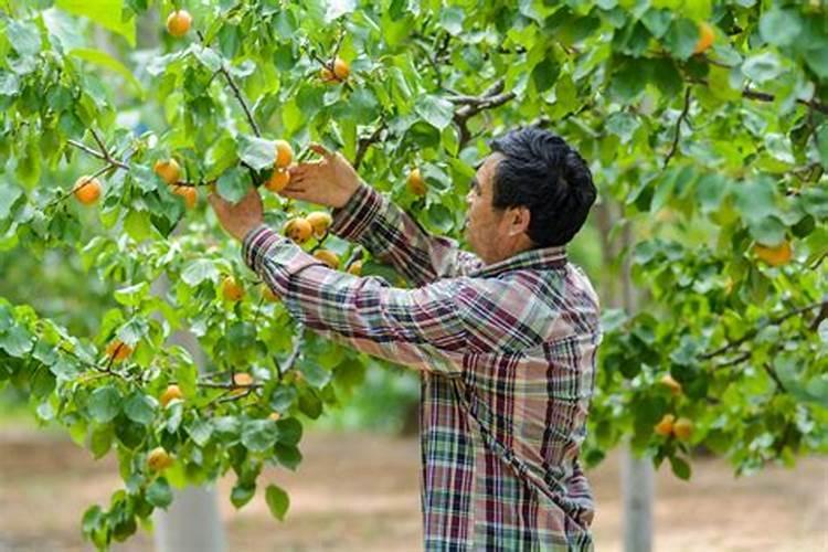 柑橘开花时,有些药剂不宜使用,那花期如何有效防治病虫害呢？百度知 ...