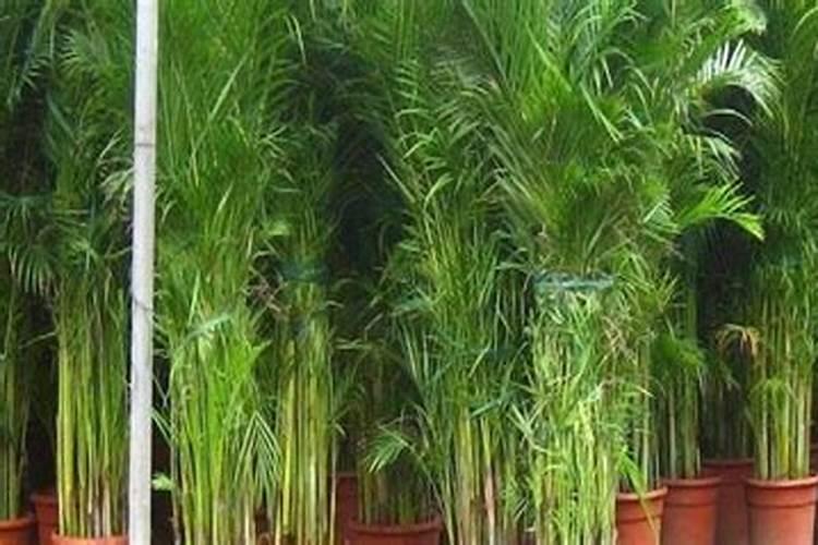 散尾竹用什么肥料