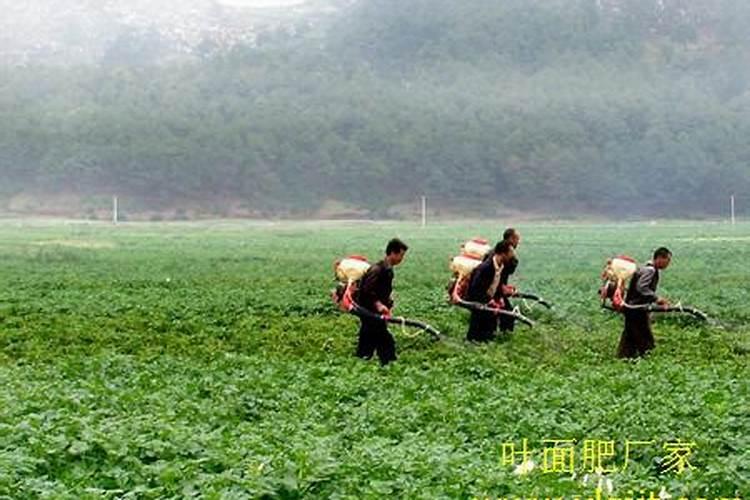 海棠叶子干枯怎么办